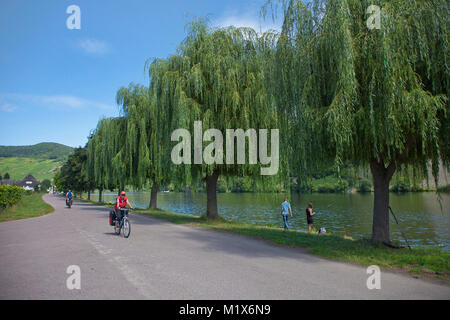 Les cyclistes sur piste à un triverside avec saule (Salix babylonica), Piesport, Moselle, Rhénanie-Palatinat, Allemagne, Europe Banque D'Images