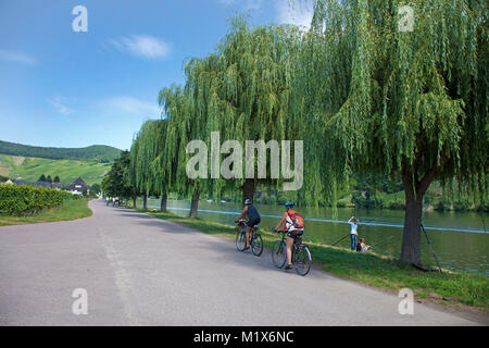 Les cyclistes sur piste à un triverside avec saule (Salix babylonica), Piesport, Moselle, Rhénanie-Palatinat, Allemagne, Europe Banque D'Images