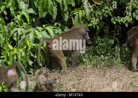 Les babouins Olive papio anubis ou au lac Manyara dans le Serengeti, Tanzanie du Nord, Arush, sur Safari Banque D'Images