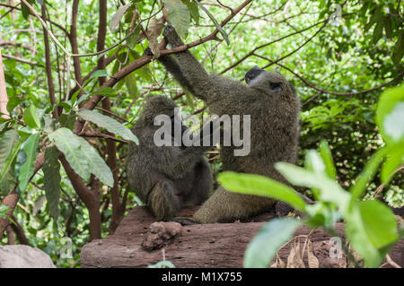 Un toilettage babouin un autre sur les rochers pour les puces ou poux dans le Serengeti, Tanzanie du Nord, Arush, sur Safari Banque D'Images