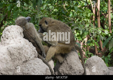 Un toilettage babouin un autre sur les rochers pour les puces ou poux dans le Serengeti, Tanzanie du Nord, Arush, sur Safari Banque D'Images