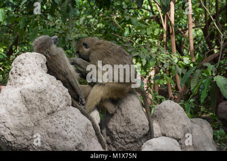 Un toilettage babouin un autre sur les rochers pour les puces ou poux dans le Serengeti, Tanzanie du Nord, Arush, sur Safari Banque D'Images