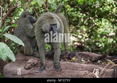 Les babouins Olive papio anubis ou au lac Manyara dans le Serengeti, Tanzanie du Nord, Arush, sur Safari Banque D'Images