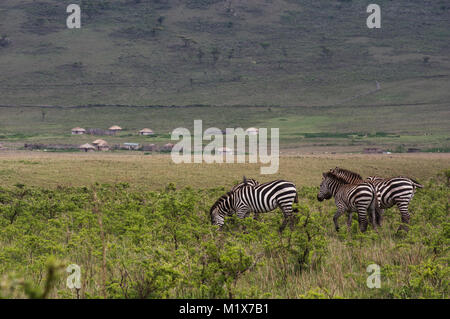 Des zèbres en liberté dans le Serengeti en Tanzanie du nord d'acacias dans l'arrière-plan dans Nduti Serengetti Arusha National Park Banque D'Images