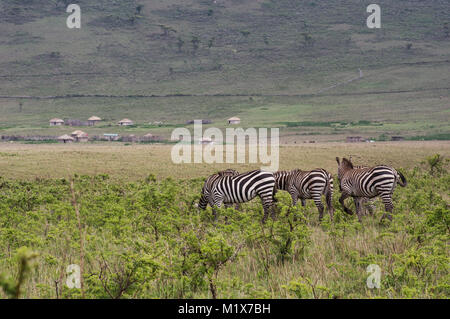 Des zèbres en liberté dans le Serengeti en Tanzanie du nord d'acacias dans l'arrière-plan dans Nduti Serengetti Arusha National Park Banque D'Images