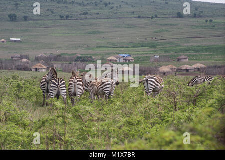 Des zèbres en liberté dans le Serengeti en Tanzanie du nord d'acacias dans l'arrière-plan dans Nduti Serengetti Arusha National Park Banque D'Images