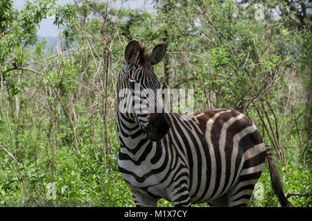 Zebra solitaire dans l'herbe de pâturage sur la plaine de la Parc National de Serengeti en Tanzanie, sur un Arush safari dans Nduti Park Banque D'Images