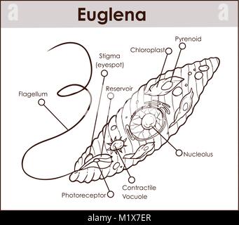 Schéma de la section transversale du vecteur représentant l'Euglena protistes euglenoid comme plante et animal comme créature microscopique avec toutes les parties de la cellule noyau fla Illustration de Vecteur