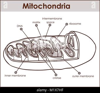 Vector illustrator de la section transversale de la mitochondrie. Illustration de Vecteur