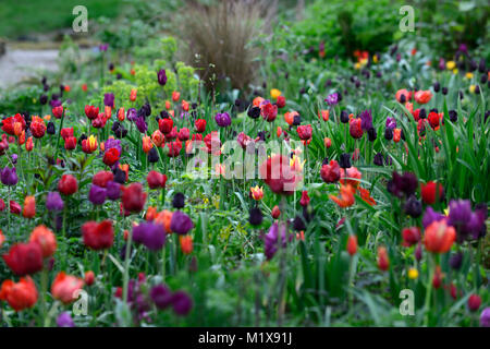 Tulip,affichage,tulipes tulipa,tulip flower power,amour,tulipes tulip Paul scherer,black parrot tulip blue parrot tulip,jardins,printemps,Floral,RM Banque D'Images