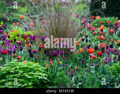 Tulip,affichage,tulipes tulipa,tulip flower power,amour,tulipes tulip Paul scherer,black parrot tulip blue parrot tulip,jardins,printemps,Floral,RM Banque D'Images