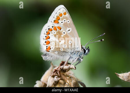 Papillon Argus brun close up Banque D'Images