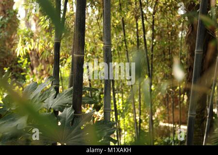 Phyllostachys nigra bambou noir , dans le jardin Banque D'Images