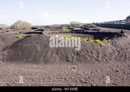 La Geria, Lanzarote - 8 Nov 2017. Les vignobles de la Geria utilise des cendres volcaniques comme la terre. Viticulteurs aussi creuser des trous et de l'utilisation de la cendre pour construire des murs t Banque D'Images