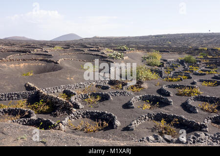 La Geria, Lanzarote - 8 Nov 2017. Les vignobles de la Geria utilise des cendres volcaniques comme la terre. Viticulteurs aussi creuser des trous et de construire des murs en pierre à shelt Banque D'Images