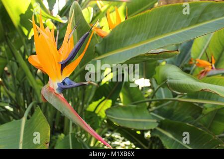 Oiseau de paradis dans un jardin de fleurs à Elche, Espagne Banque D'Images