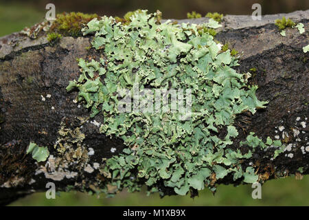 Lichen Flavoparmelia caperata Greenshield commun Banque D'Images