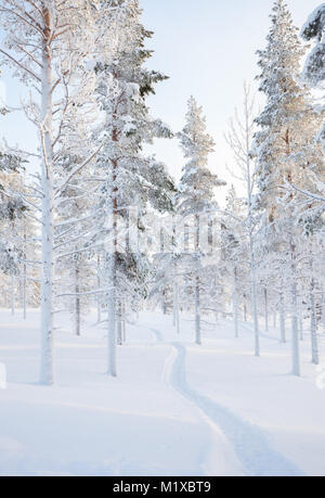 Chemin à travers la neige profonde dans une forêt enneigée Banque D'Images