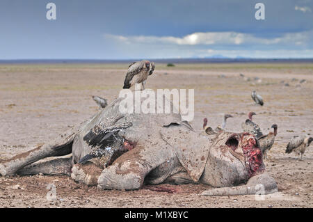 Vautour blanc se nourrissant de cadavre d'éléphant africain (Loxodonta africana) décédées au cours de pire sécheresse de mémoire d'homme. Amboseli. Au Kenya. Banque D'Images