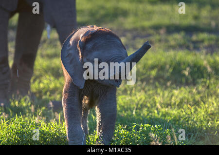 Très jeune éléphant d'Afrique (Loxodonta africana) avec fourrure rouge sèche sur le dessus de sa tête. Amboseli. Au Kenya. Banque D'Images