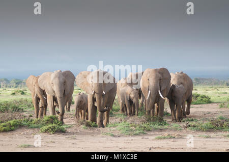 Troupeau d'éléphants d'anxiété (Loxodonta africana) approche, reniflant l'air. Amboseli. Au Kenya. Banque D'Images