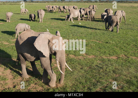 Haut inhabituelle tourné des éléphants d'Afrique (Loxodonta africana) pâturage sur la savane. Amboseli. Au Kenya. Banque D'Images