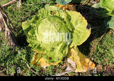 Chou vert clair grand jardin entouré de plus en plus dans la maison avec les petites plantes et de tiges de maïs séché sur journée d'hiver ensoleillé chaud Banque D'Images