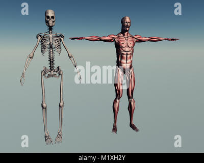 L'anatomie humaine mâle Banque D'Images