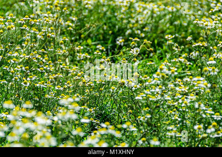 Marguerite blanche fleurs champ, Margaret wild meadow, Close up. Banque D'Images