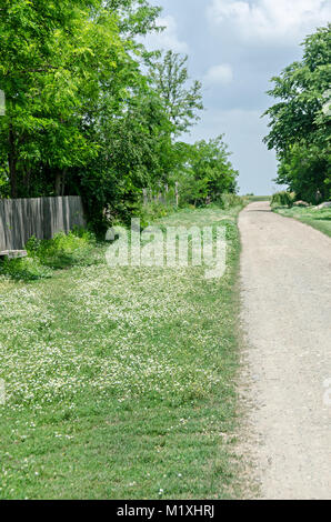 Marguerite blanche fleurs champ, Margaret wild meadow, rue rurale. Banque D'Images