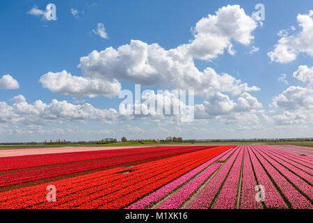 Beaux champs de tulipes rouges et roses avec des tulipes en pleine floraison sur une journée ensoleillée en Hollande. Le ciel bleu au-dessus est superbe avec des nuages blancs et Banque D'Images