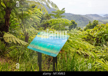 Walu Wugirriga vigie dans la forêt tropicale de Daintree, Far North Queensland, Australie Banque D'Images