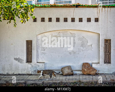 Cat et mur à Charm el-Cheikh, Sinaï, Égypte, Banque D'Images