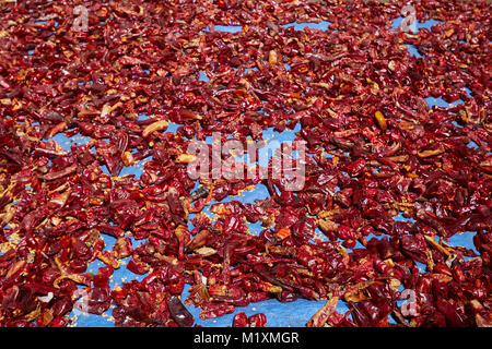 Des piments d'être séchées au soleil au Bhoutan Banque D'Images