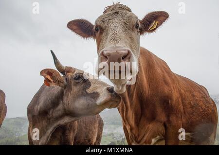 Vaches qui paissent en liberté Banque D'Images
