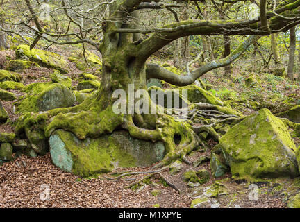 Une gorge Padley avec racines d'arbres âgés de plus de rochers exposés dans les bois de Padley gorge dans le Peak District en Angleterre UK Banque D'Images