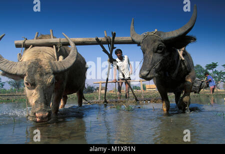 Myanmar (Birmanie). Lac Inle. Exploitant agricole travaillant avec ses buffles d'eau. Le labour de préparer le terrain pour le riz. L'agriculture. Banque D'Images
