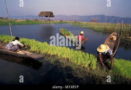 Myanmar (Birmanie). Lac Inle. Champs de riz flottant. L'agriculture. Les gens dans le bateau de travail. Banque D'Images