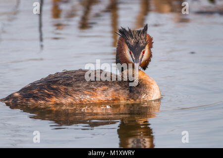 Grèbe huppé natation sur un lac pendant le lever du soleil. Banque D'Images