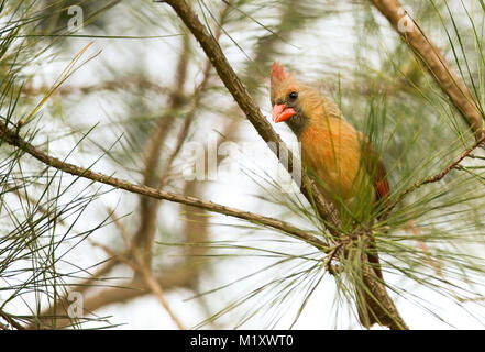 Une femelle adulte Cardinal perché sur une branche de pin. Au début du printemps, Monoeville, Alabama. CARDINALIDAE Cardinalis cardinalis Règne : Animalia Banque D'Images