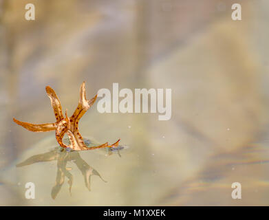 Fern leaf Floating in swimming pool avec réflexion montrant les spores Banque D'Images