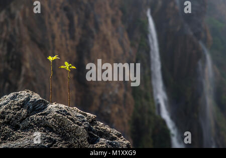 Deux petites plantes au sommet d'une montagne avec une vue lointaine de cascades Banque D'Images
