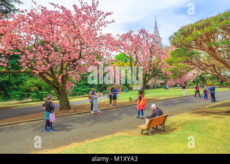 Avec Shinjuku Gyoen cherry blossom Banque D'Images