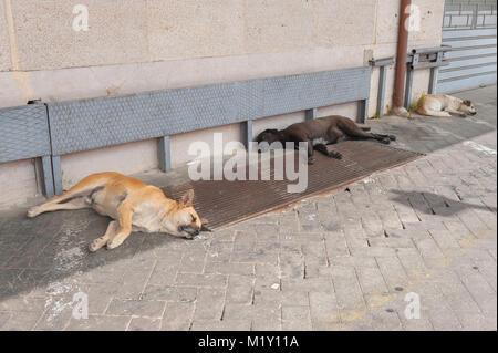 Couchage chien, par un après-midi d'été trois chiens dormir à l'ombre sur une plate-forme à la gare de Palerme, en Sicile. Banque D'Images