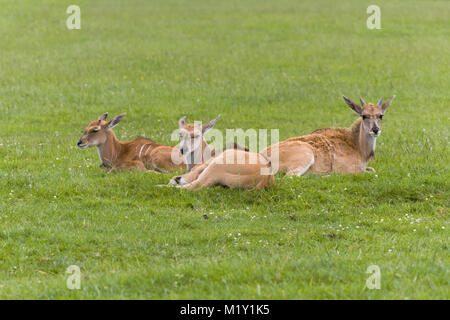 Les espèces d'antilope Eland commun situé dans le parc