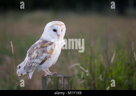 White Barn Owl assis sur un poteau de clôture dans la lumière du soir Banque D'Images