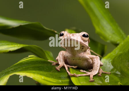 Borneo adultes hibou grenouille sur feuilles vertes Banque D'Images