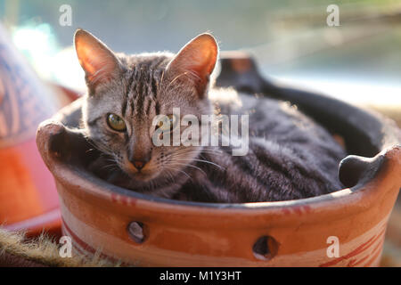 Jeune mâle de couleur maquereau chat couché dans un pot en terre cuite rétroéclairées. Banque D'Images