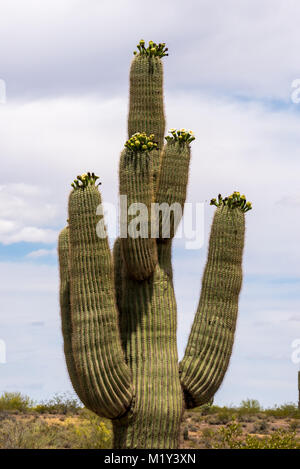 Regardez attentivement et vous verrez l'essaimage des abeilles autour de cette lourde Suguaro Cactus comme il fleurit dans le désert de l'Arizona. Banque D'Images