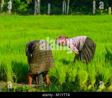 An Giang, Vietnam - Sep 2, 2017. Les agriculteurs travaillant sur khmer dans un champ de riz Giang, Vietnam. An Giang est une province dans le Delta du Mékong, à la frontière avec le Cambodge. Banque D'Images